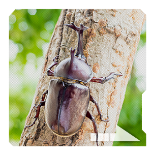 ほぼ日本各地で見られるカブトムシ。立派な長い角と短い角を頭に持ち、自分の体重の何倍もの重さの昆虫を投げ飛ばします。長い角はオスにしかありません。メスをめぐって他のオスとケンカをするためです。6~9月頃、雑木林に樹液を吸いに現れます。人気のあるカブトムシですが、外灯のまわりに姿を見せることもあります。